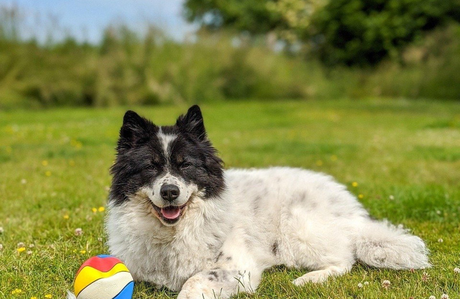 Hund auf Wiese Urlaub in Luxemburg
